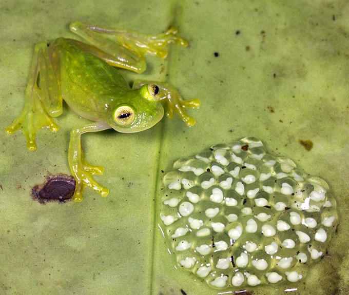A Frog S Clutch Of Eggs Numbers Frequency Survival Frogpets