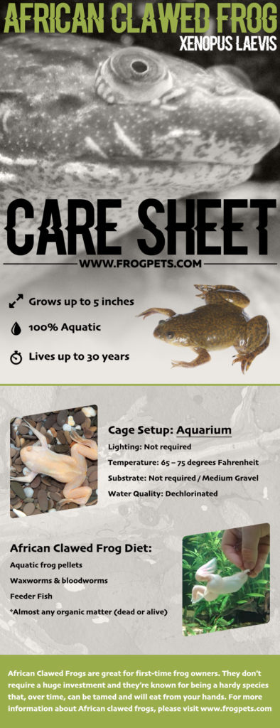 Infographic for African Clawed Frogs