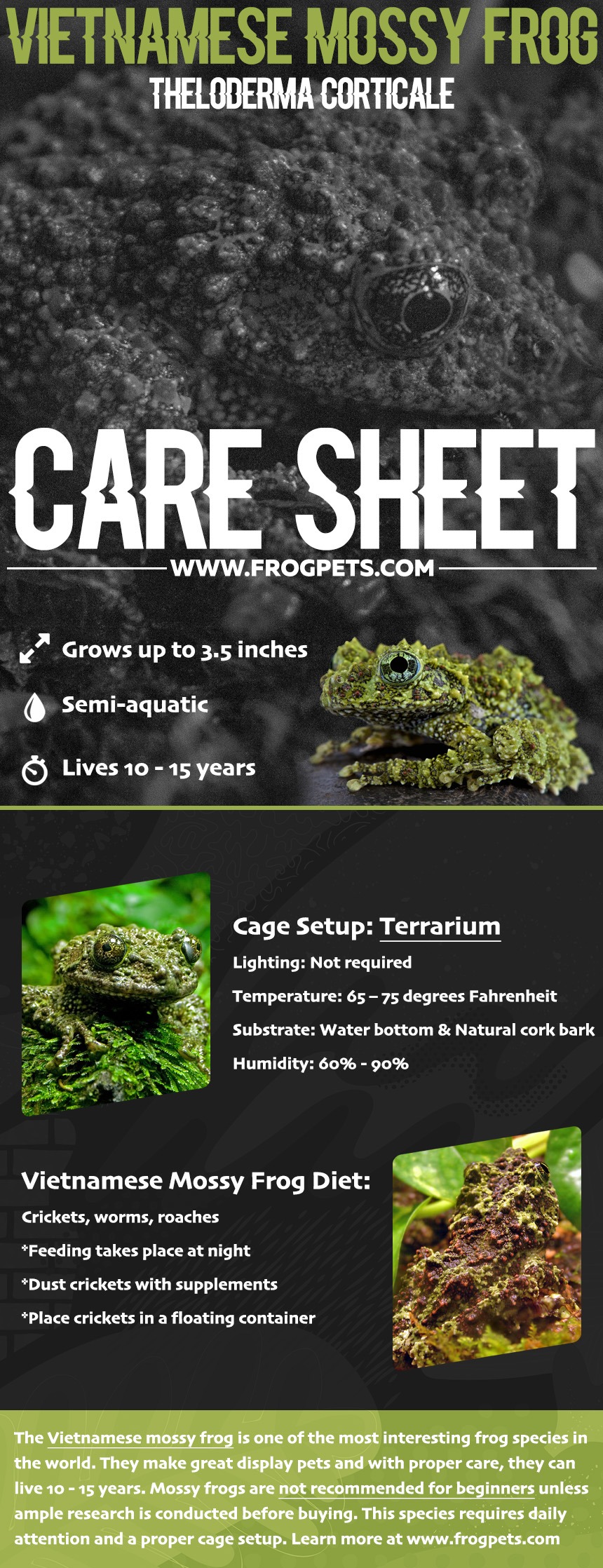 Infographic for Vietnamese Mossy Frog