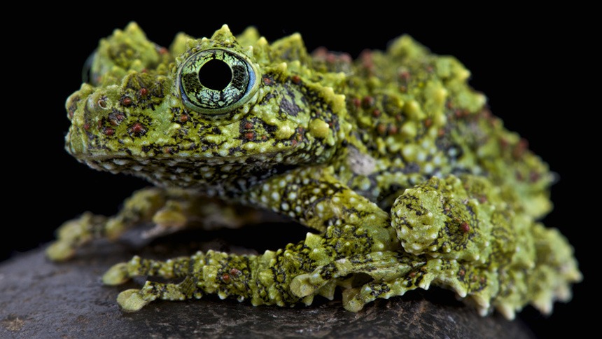 www.frogpets.com