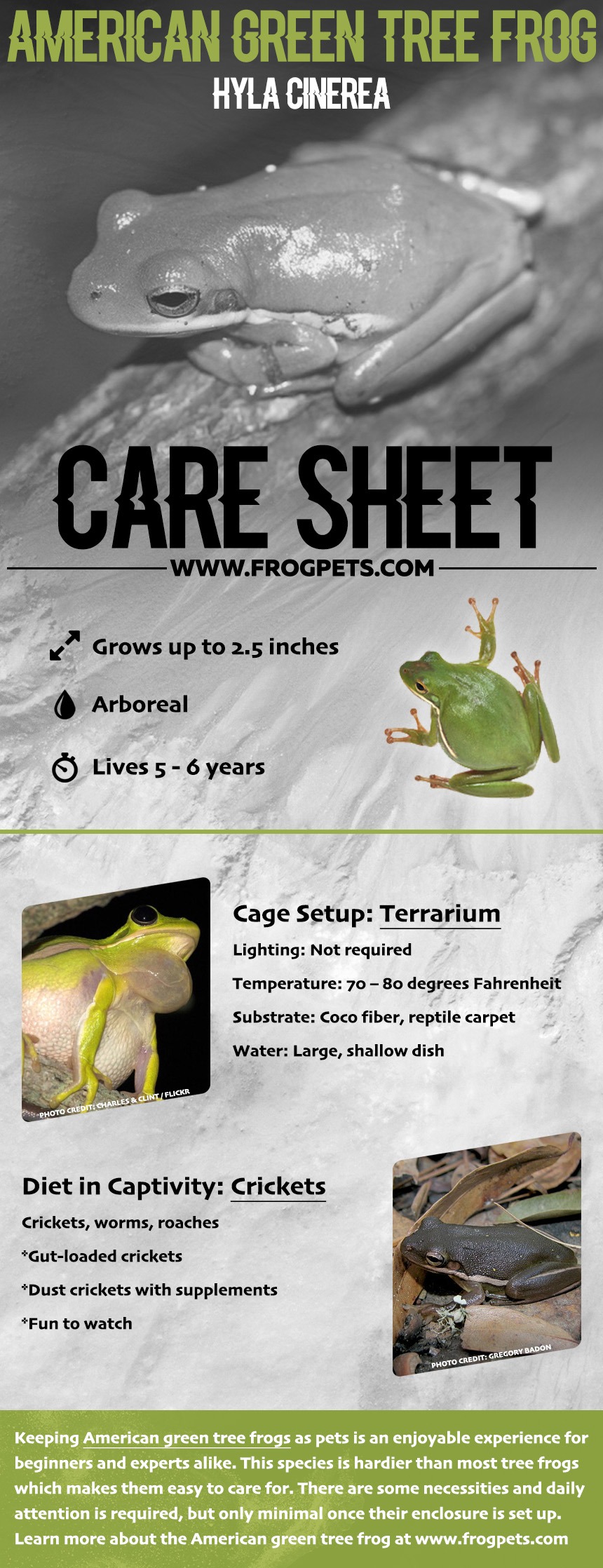Infographic on American Green Tree Frogs