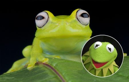 Glass Frog & Kermit the Frog