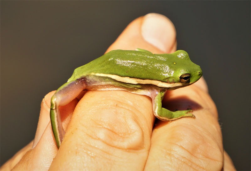 Person Holding an American Green Tree Frog