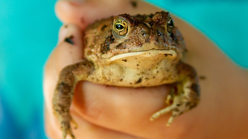Kid Handling a Toad