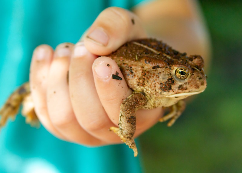 Kid Holding a Toad