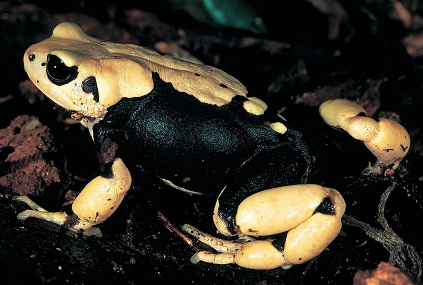 Morogoro Tree Toad