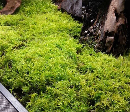 Moss in a Terrarium