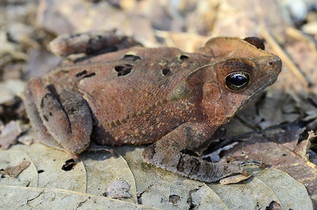 South American Common Toad