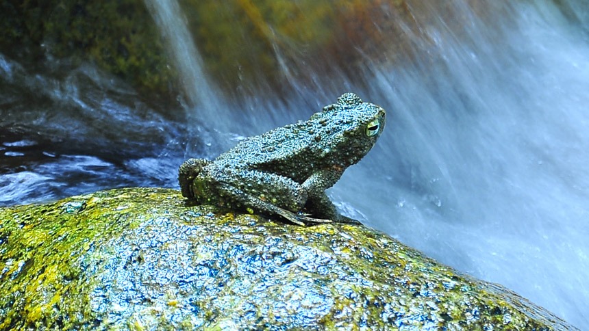 Frog Near Waterfall