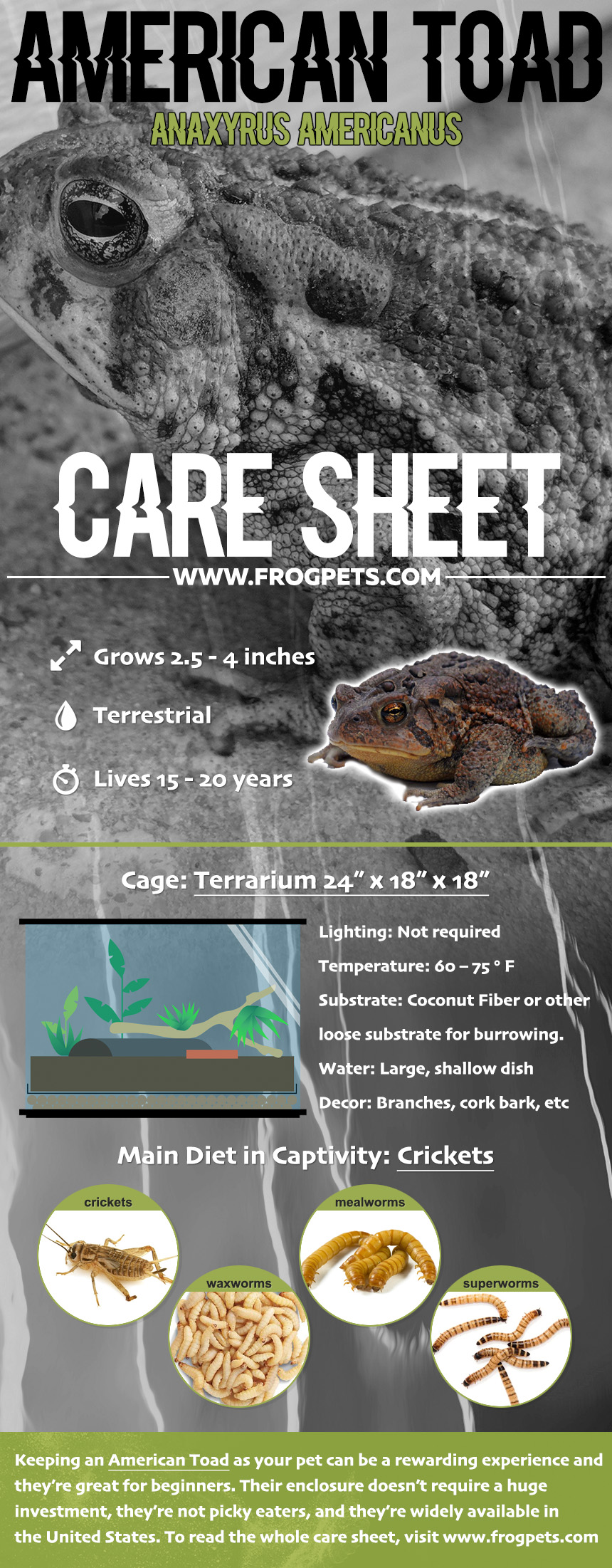 American Toad Infographic
