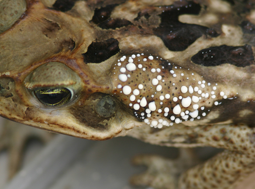 Cane Toad Bufotoxin