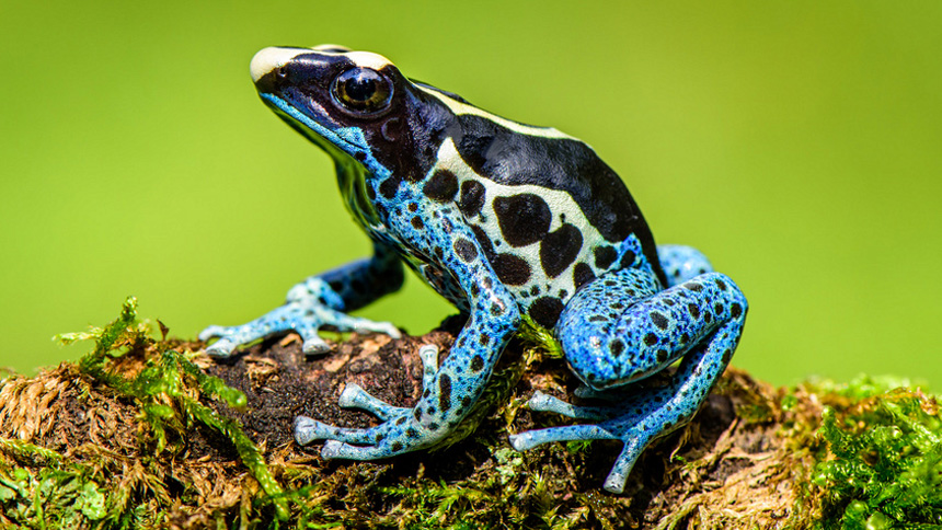 Poisonous Frog