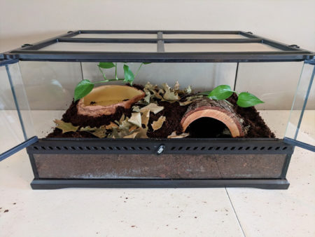 Terrestrial Frog Terrarium Setup