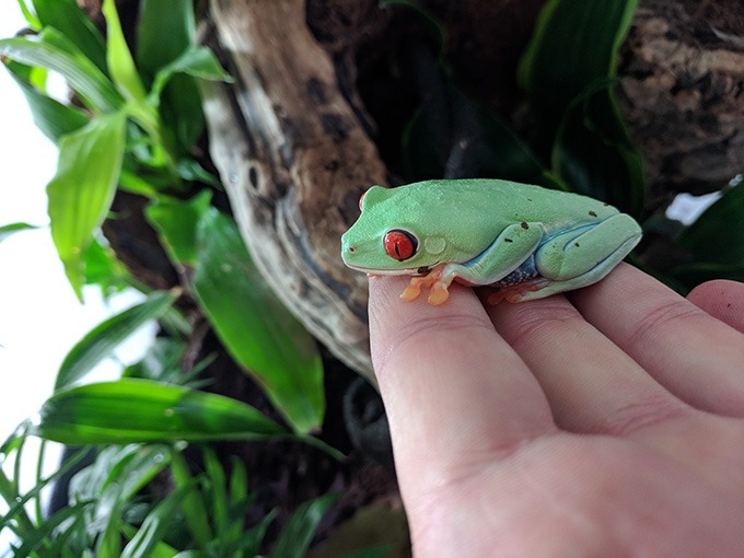 Holding A Red-Eyed Tree Frog