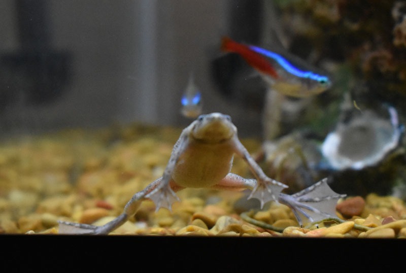 African Dwarf Frog and Neon Tetras in Aquarium