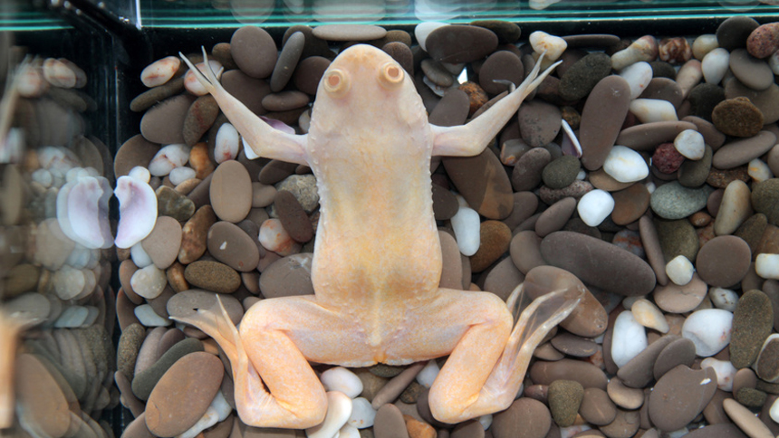 Aquatic Frog in Tank