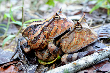 Surinam Horned Frogs Amplexus