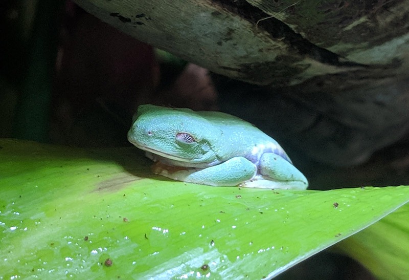 Red-Eyed Tree Frog Eyelids