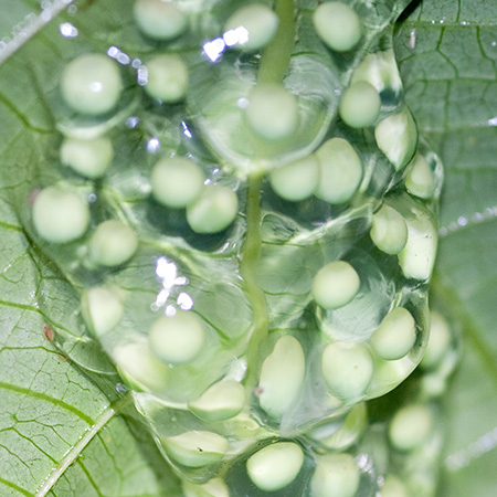 Red-Eyed Tree Frog Eggs