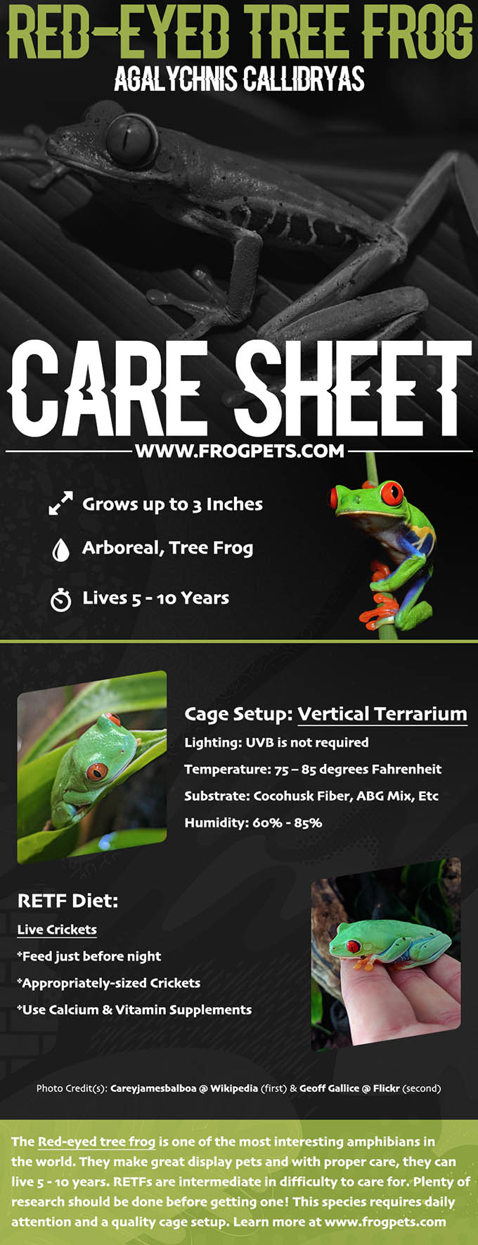 Red-Eyed Tree Frog Infographic