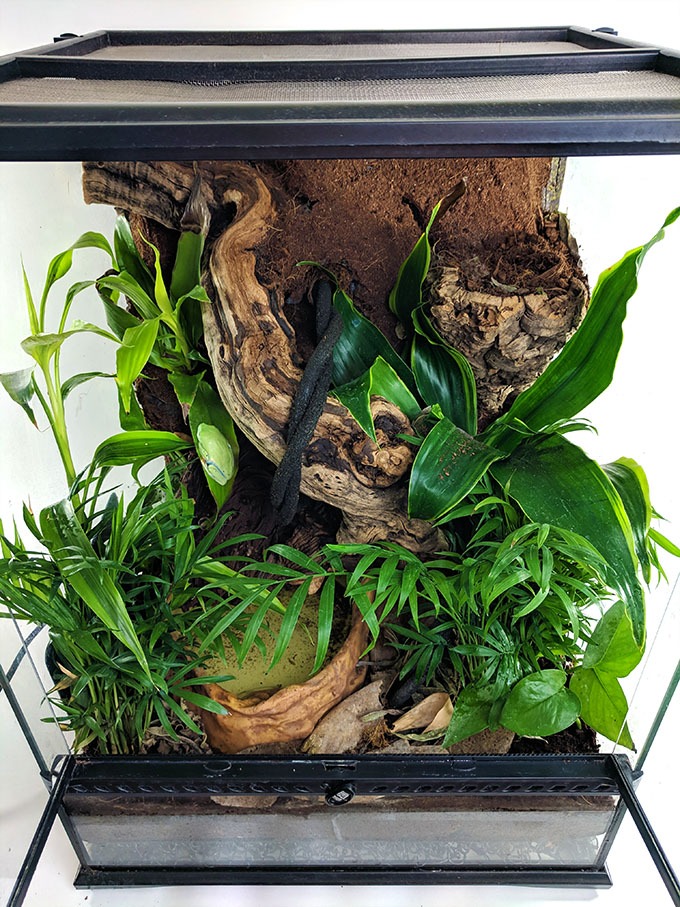vride shilling friktion How to Set Up a Tree Frog Terrarium - FrogPets