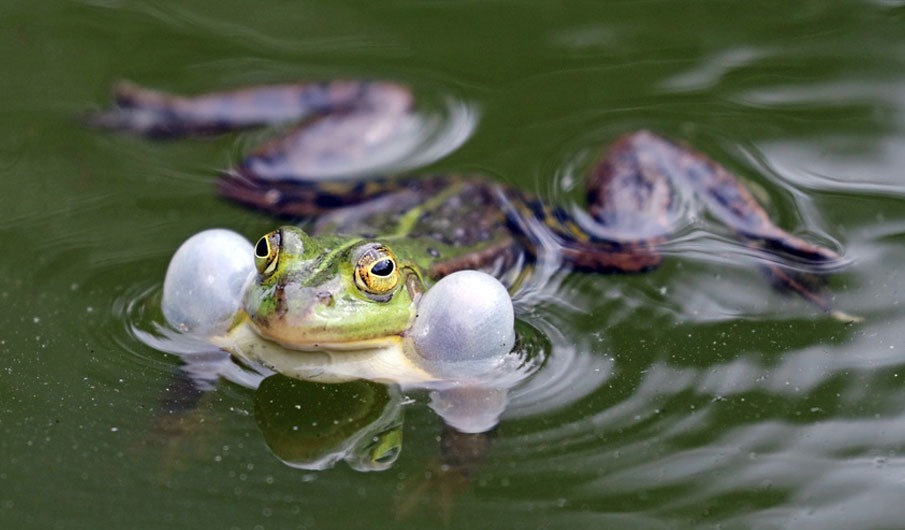 Frog Croaking in Water