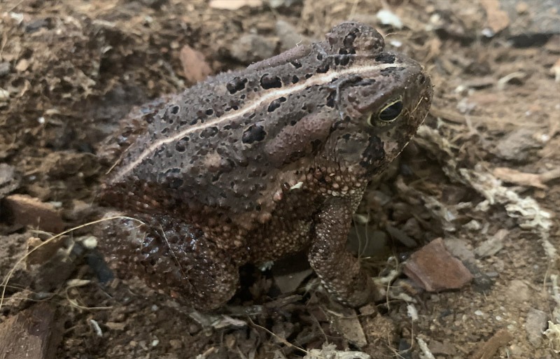 Picture of a Toad