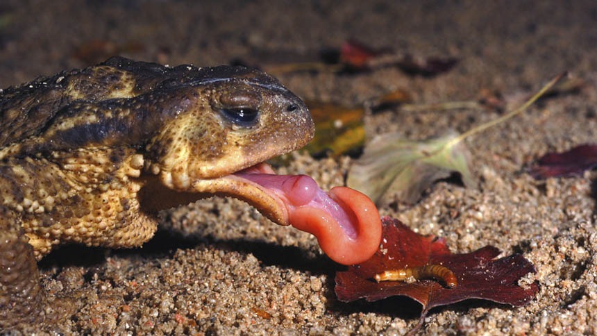 Toad Eating Worm