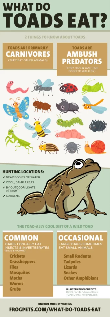 What Do Toads Eat? Infographic