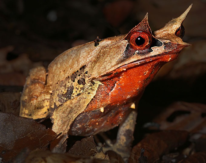 Asian Horned Toad