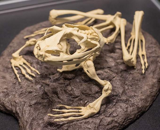 Frog Skeleton Backbone