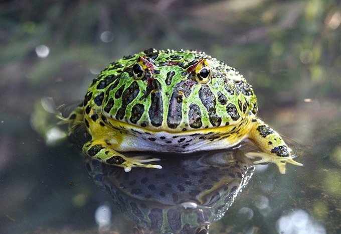 Pacman Frog in Water