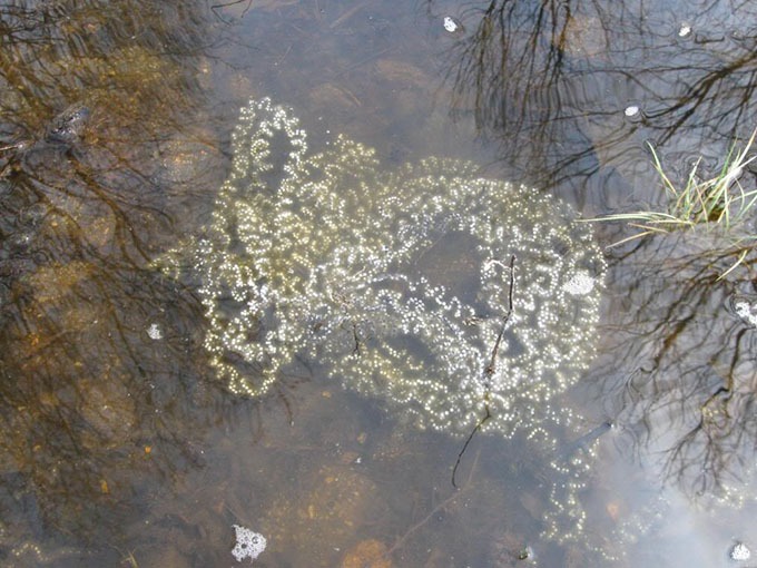 American Toad Eggs