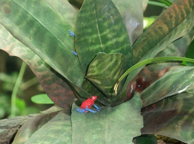 Bromeliad & Poison-Dart Frog