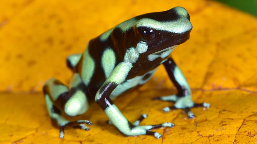 Poison-Dart Frog on a Leaf