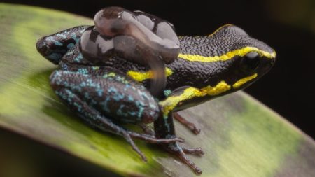 Poison-Dart Frog with Tadpoles on Back