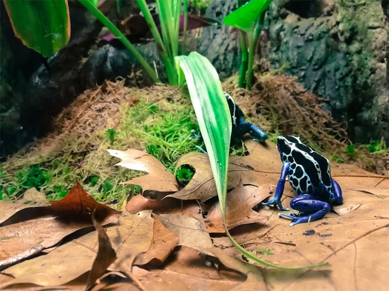 Dart Frogs in Terrarium