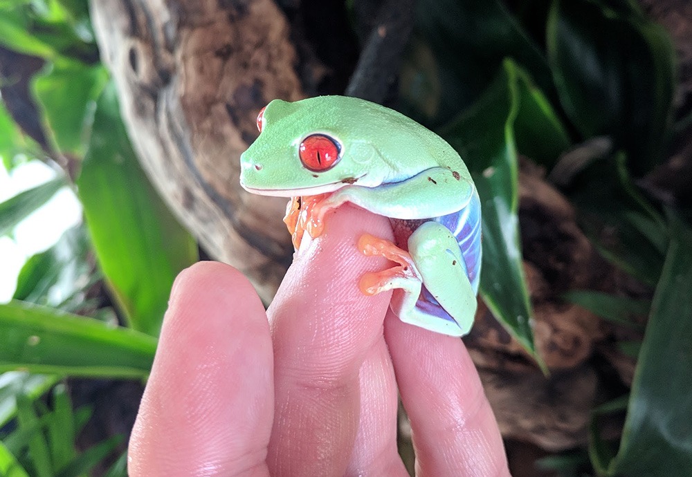 Holding a Red-Eyed Tree Frog