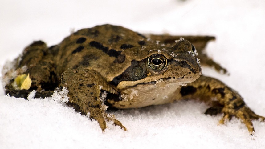 Frog in Snow