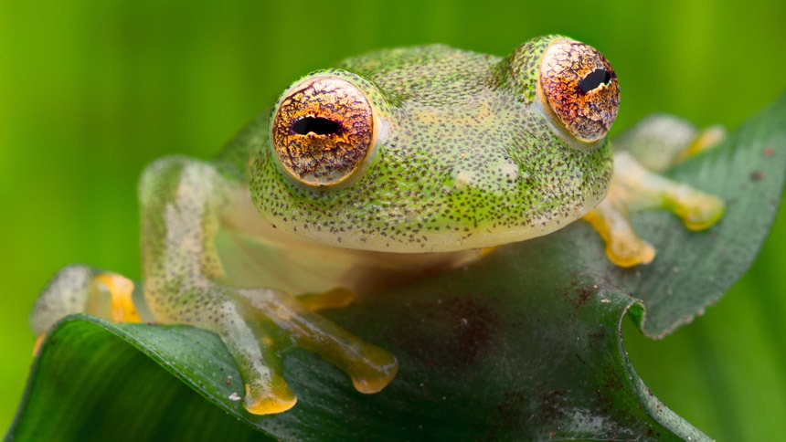 A Frog on a Leaf