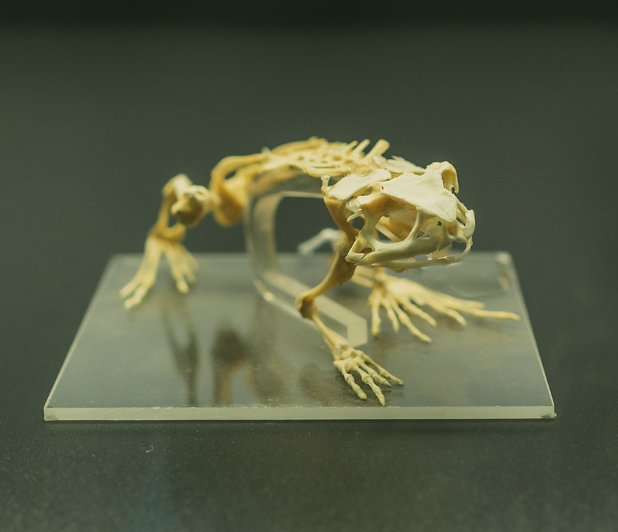 What is a Frog? FrogPets