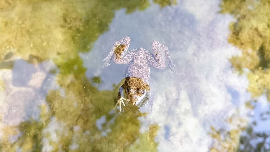 Frog Swimming in Water