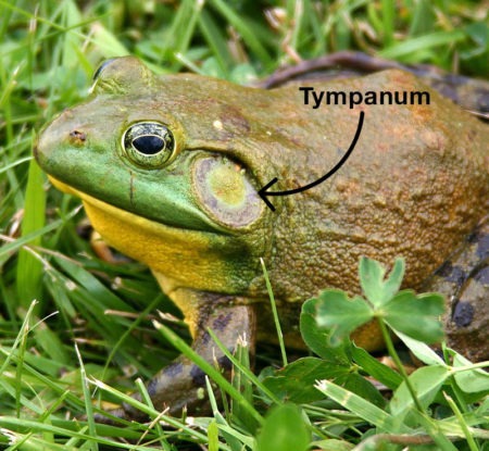 Frog Tympanum
