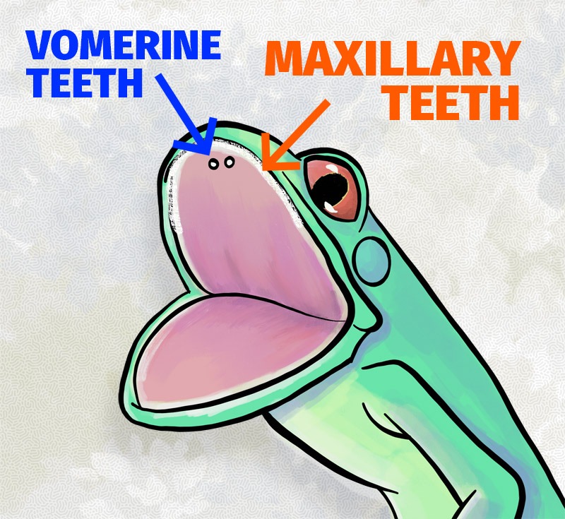 Frog - Vomerine & Maxillary Teeth