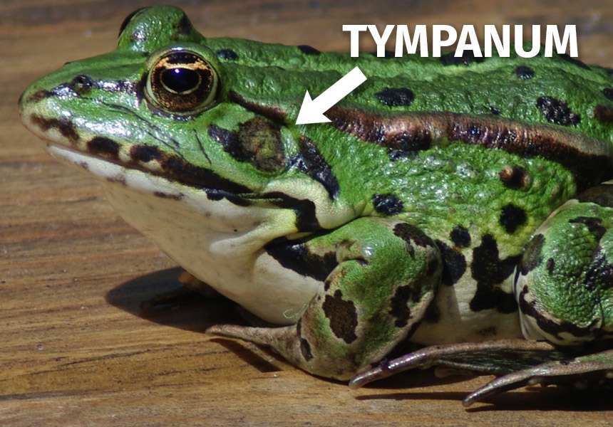 Frog Tympanum