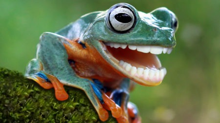 Frog with Teeth (funny)
