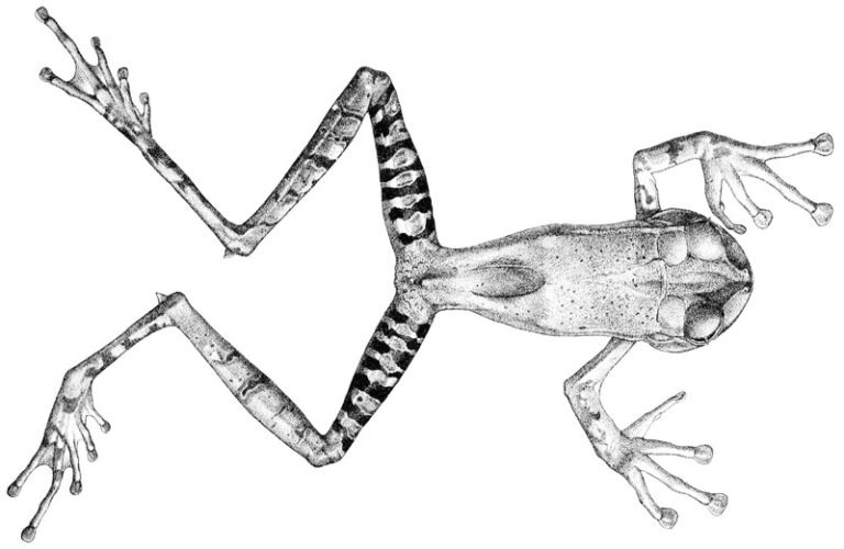 Do Frogs Have Teeth? FrogPets