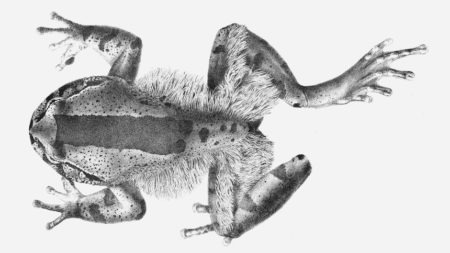 Trichobatrachus Robustus (Hairy Frog)