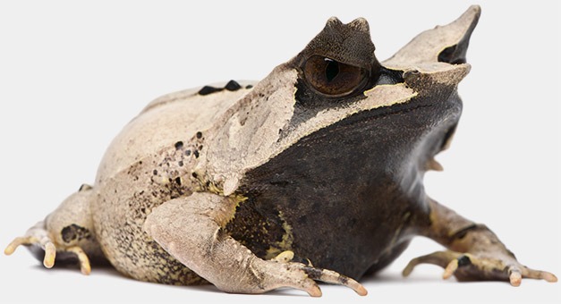 Horned Frog