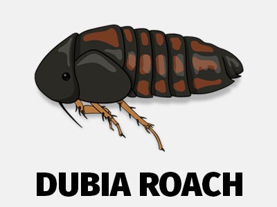 Dubia Roach